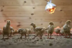12,000 chicks found abandoned in postal truck raise concerns about animal shipping